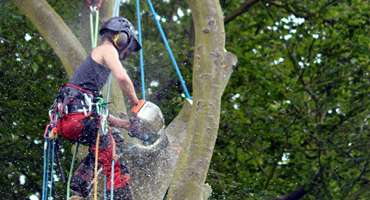 Abattage d'arbres palmier 13